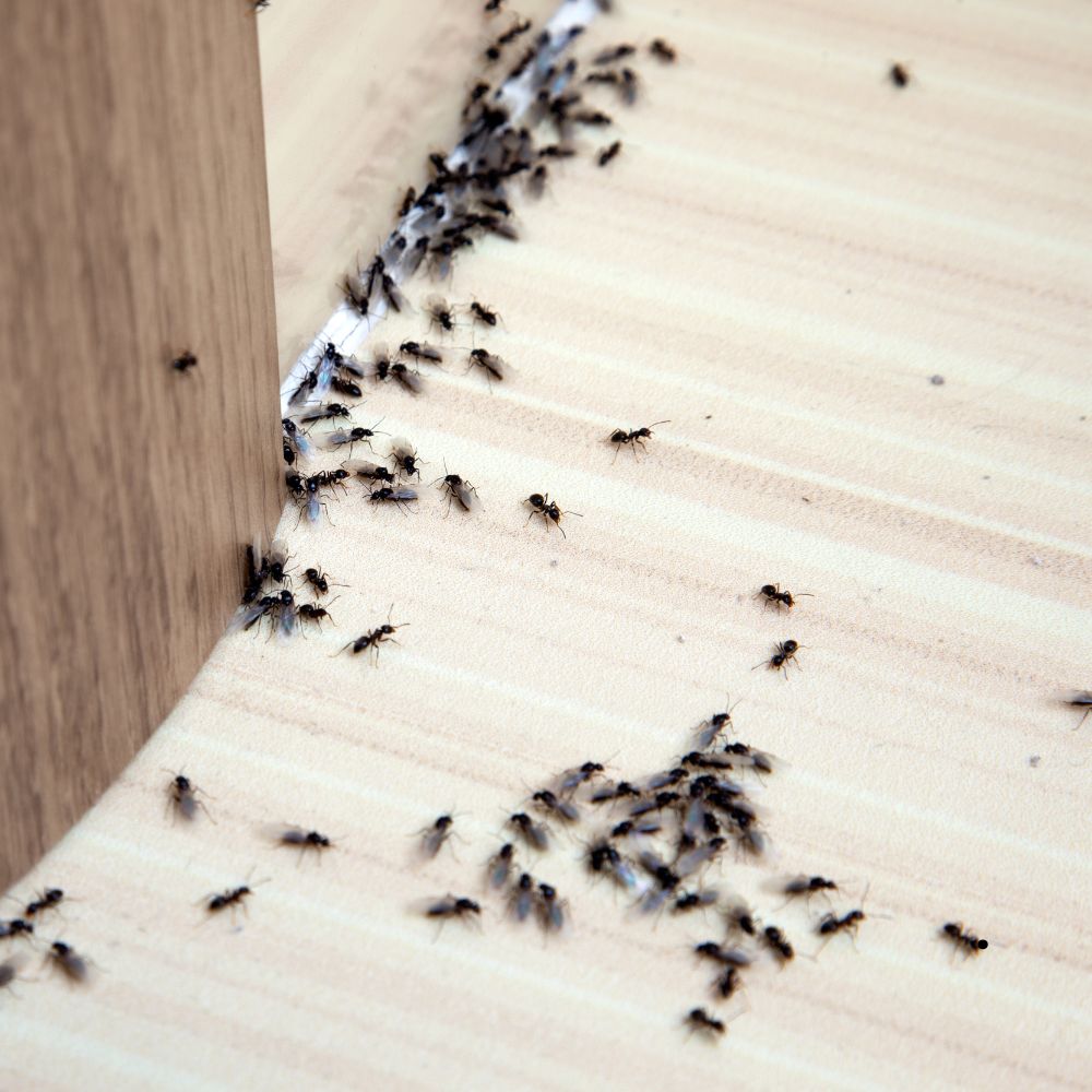Ant control