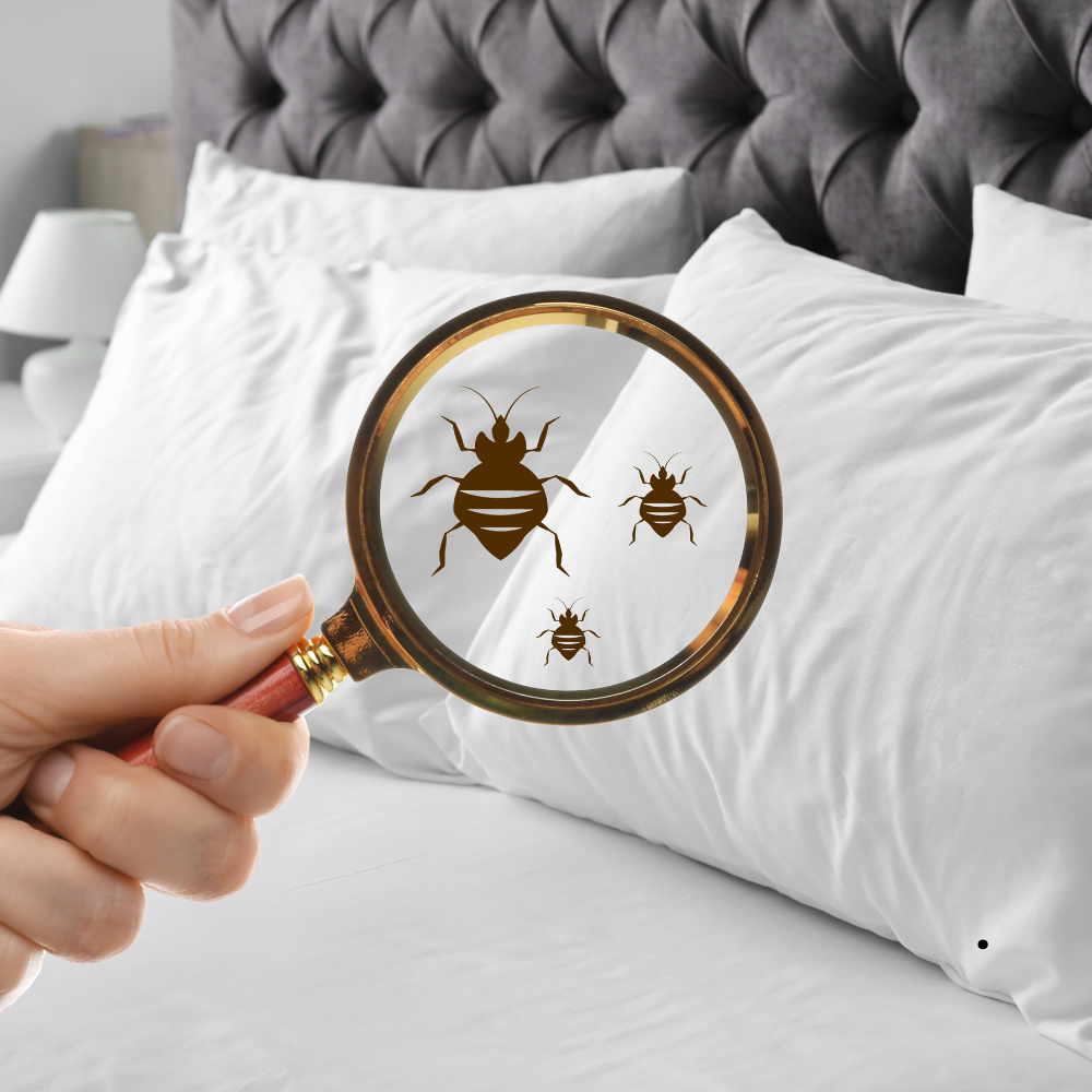Bed Bug Extermination