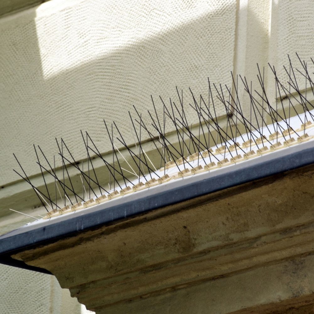 Bird Control Services (1) Bird Control Services