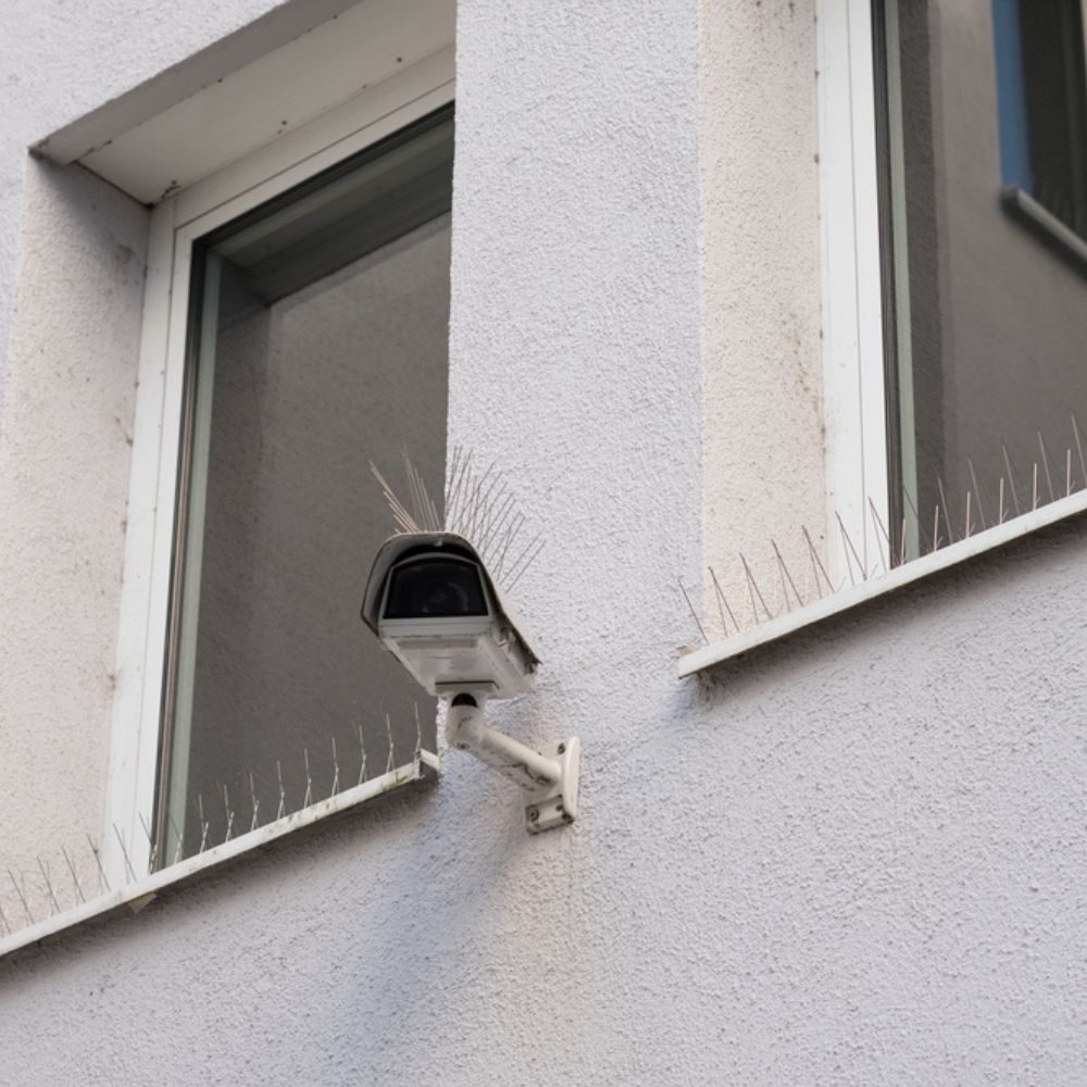 Bird Control Services (2) Bird Control Services