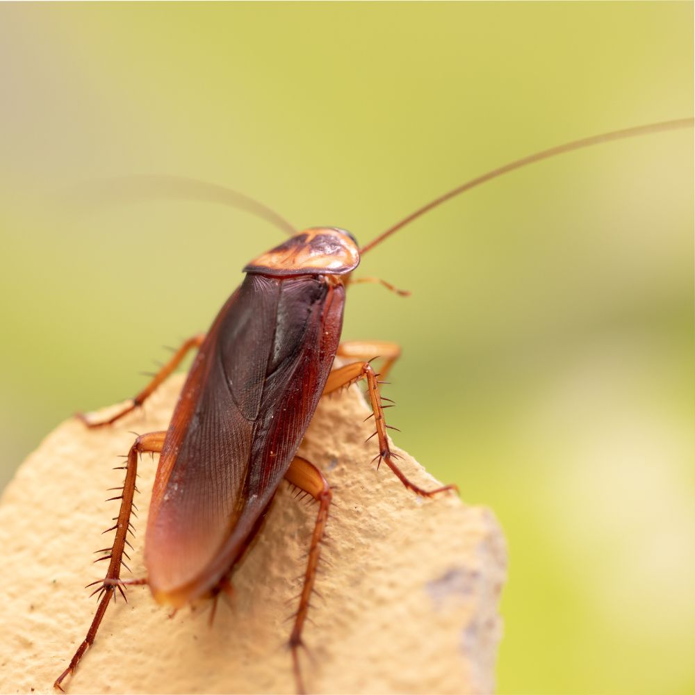 Cockroach Control