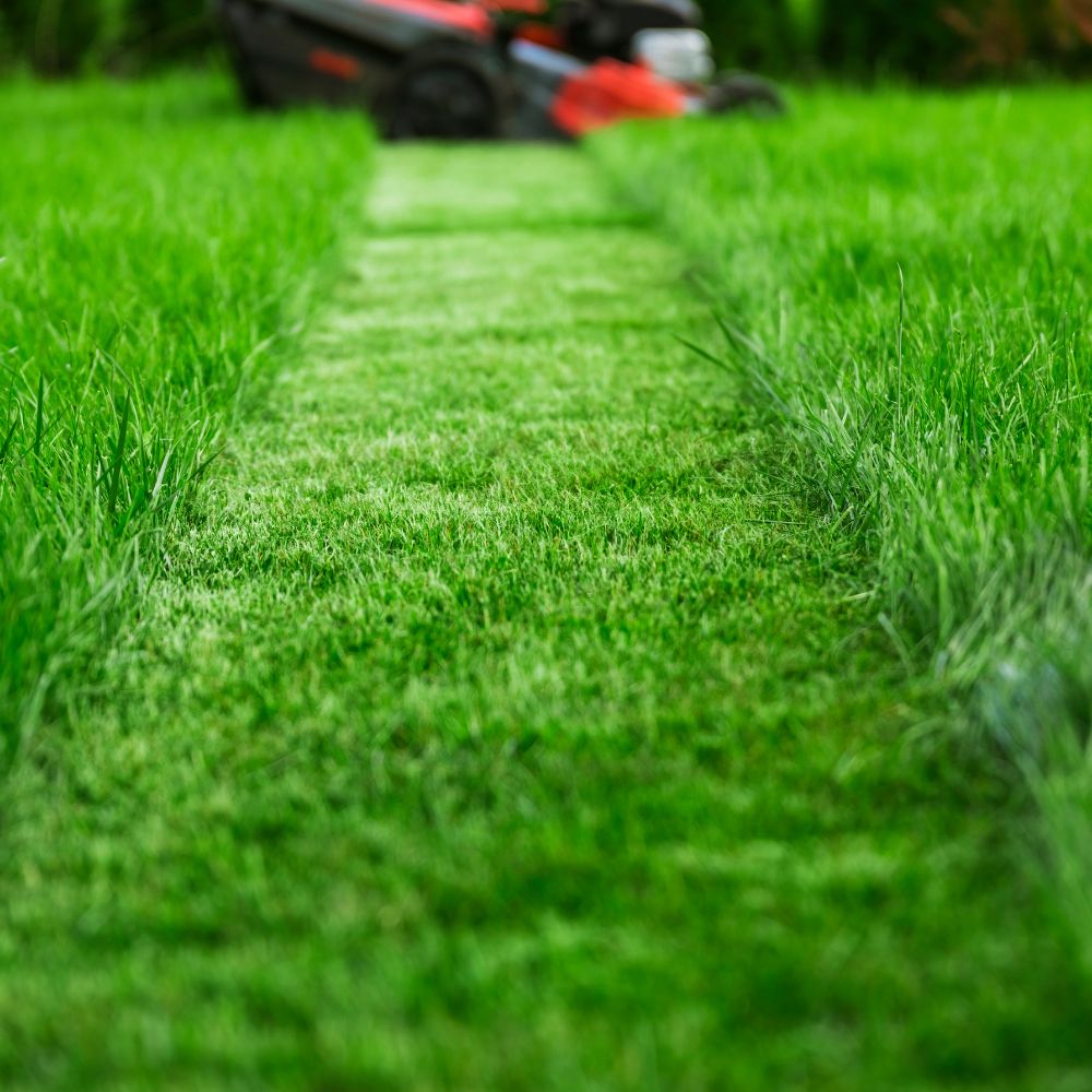 Landscape and Gardening Services (6) Water Tank Cleaning Services