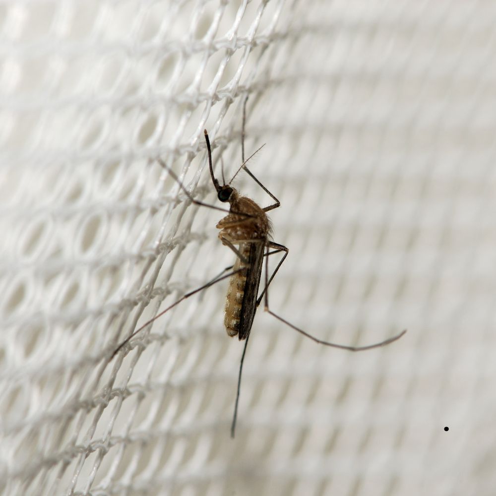 Mosquito Management