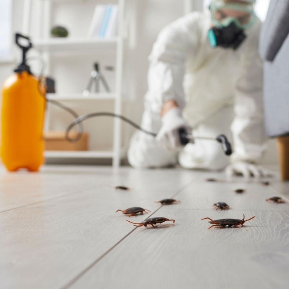 Pest Control Services in Dubai Pest Control Services in Dubai