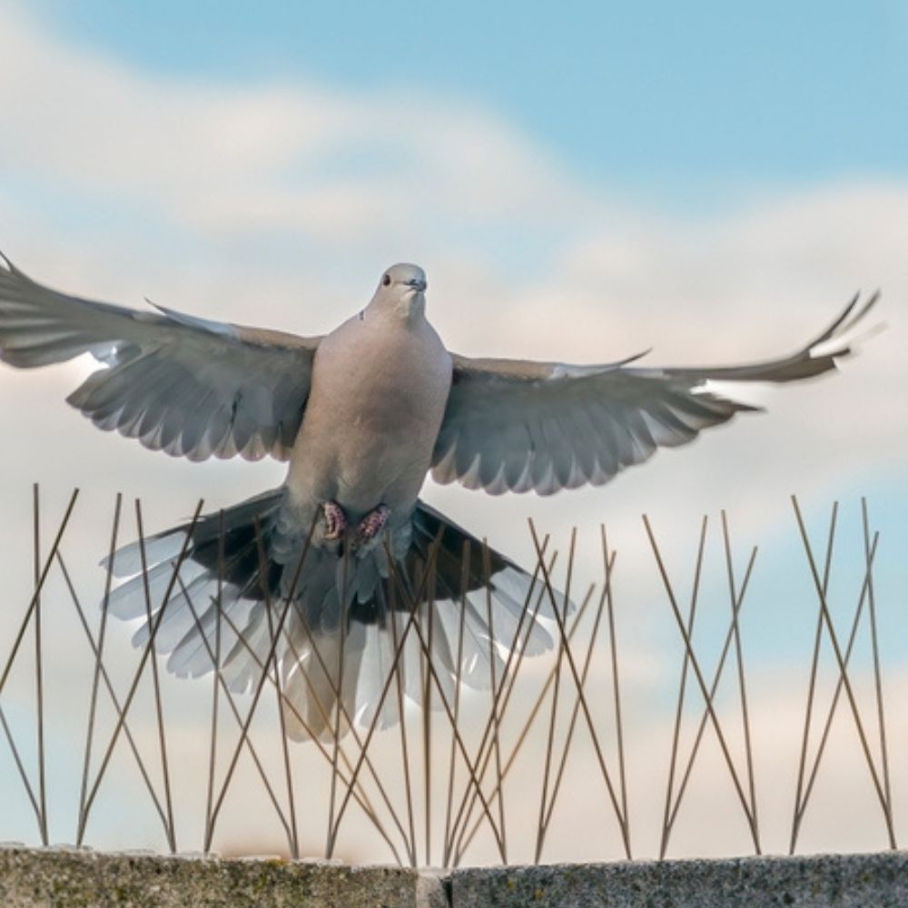 Professional Bird Control Services Professional Bird Control Services