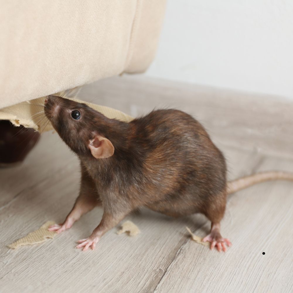 Rodent Control