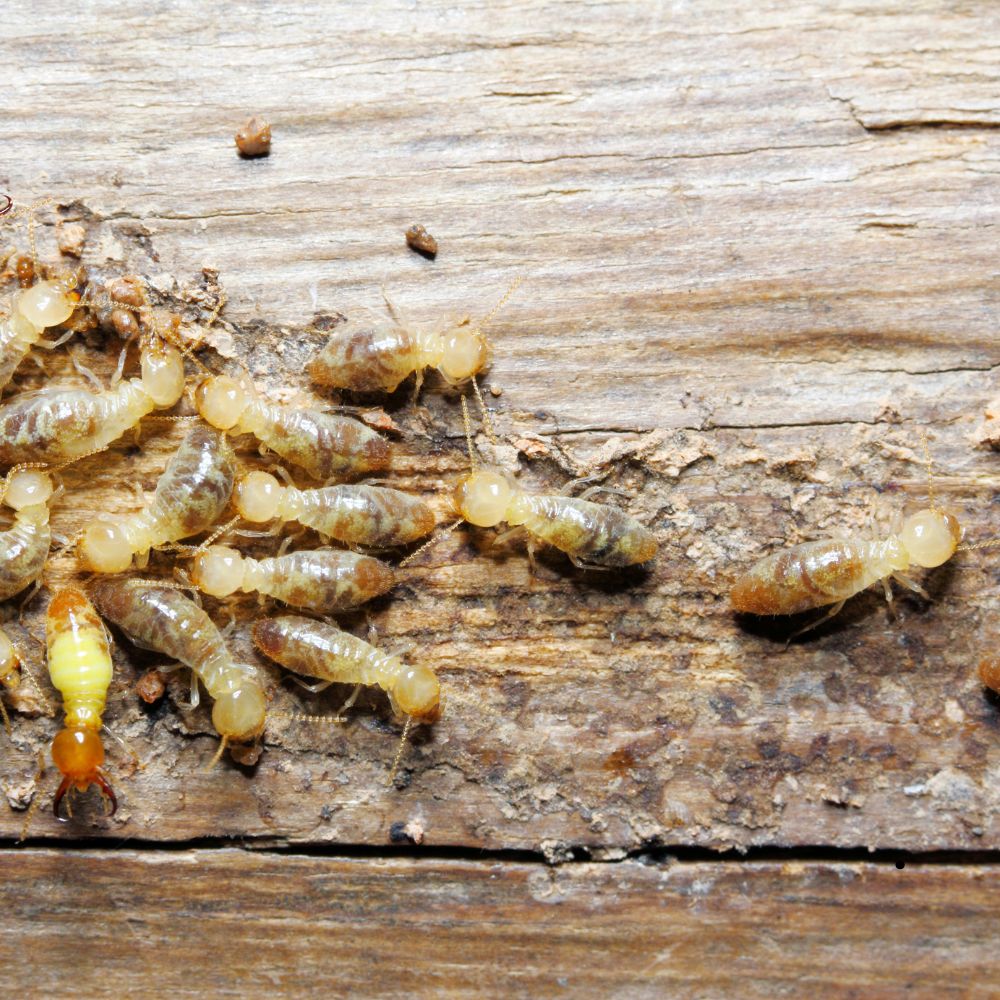 Termite Control