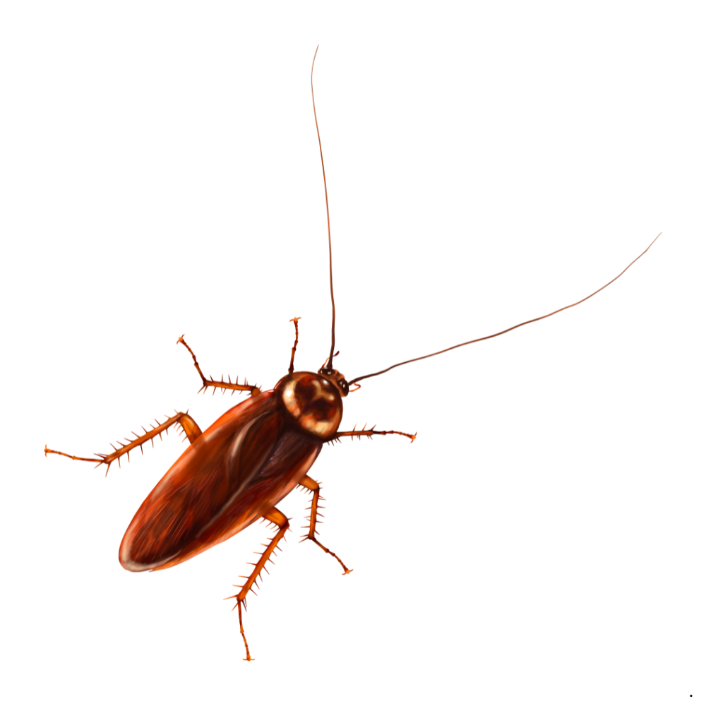 Cockroach